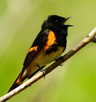 Paruline flamboyante