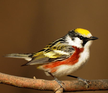 Paruline  flancs marron