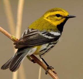 Petits Oiseaux Jaunes