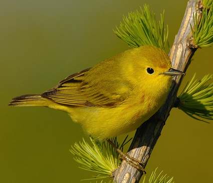 Paruline jaune (femelle)