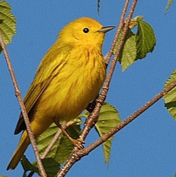 Paruline jaune