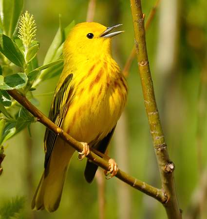 Paruline jaune