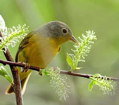 Petits Oiseaux Jaunes