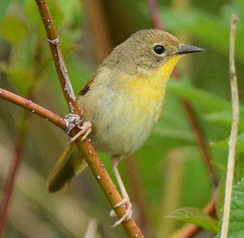 Paruline masquée (femelle)