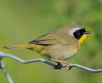 Paruline masquée