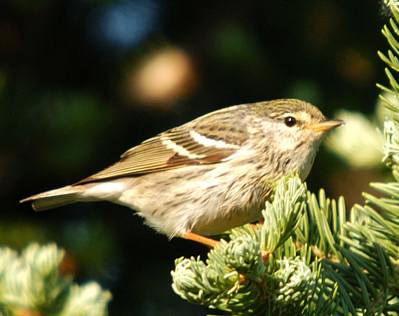 Paruline rayée (femelle)