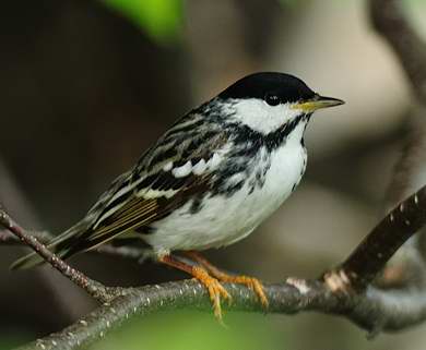 Paruline rayée 