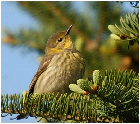 Paruline tigre (femelle)