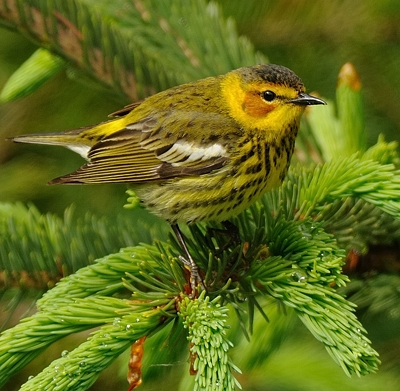 Paruline tigrée