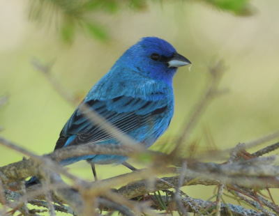 Passerin indigo