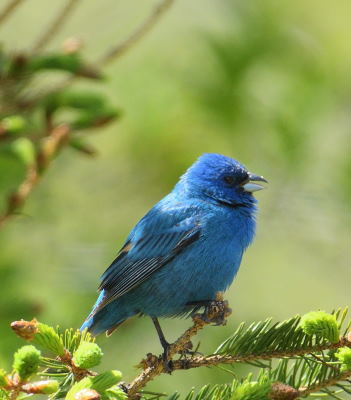 Passerin indigo