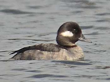 Petit garrot, Oiseaux