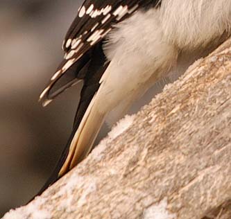 Les plumes blanches sous la queue sans point noir le distinguent du Pic mineur. 
