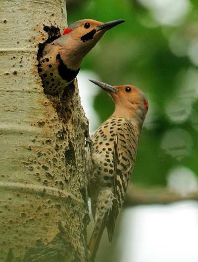 Pic Flamboyant Oiseaux Du Québec