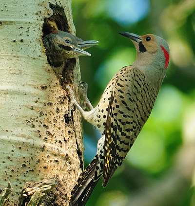 Pic Flamboyant Oiseaux Du Québec