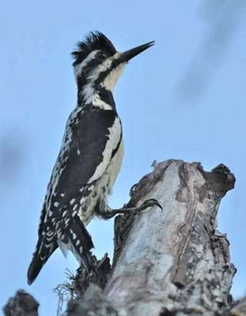 Pic macul immature