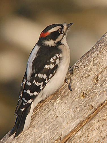 Pic Mineur Oiseaux Du Québec