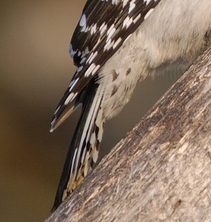 Les points noirs sur les plumes blanches sous la queue le distinguent du Pic chevelu. 
