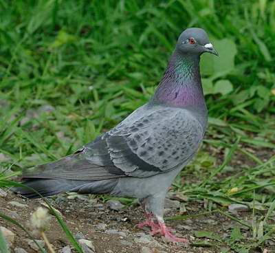 Pigeon biset