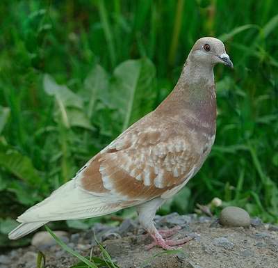 1 Bec Doiseau Pic De Pigeon Haute Épine Extérieure Balcon - Temu