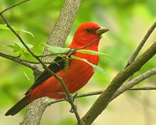 Piranga �carlate