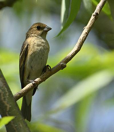 Piranga carlate (femelle)