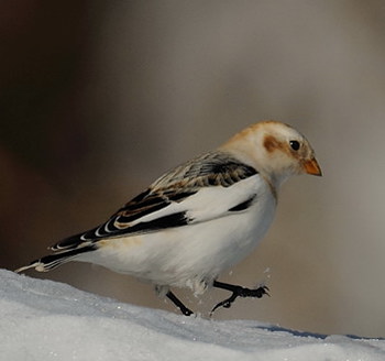 Plectrophane des neiges mle