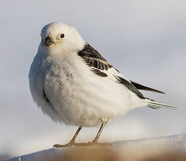 Plectrophane des neiges, Photo de Nicolas Bradette, voir page crdits