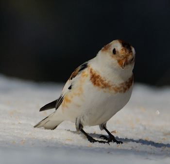 Plectrophane des neiges femelle