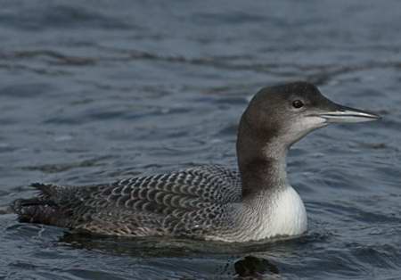 Plongeon huard juvenile