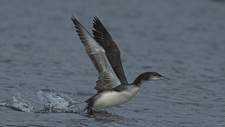 Plongeon huard