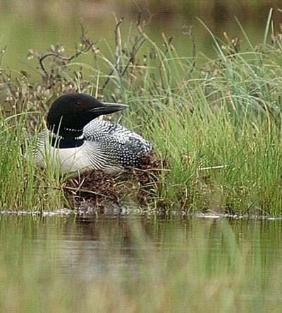 Plongeon huard