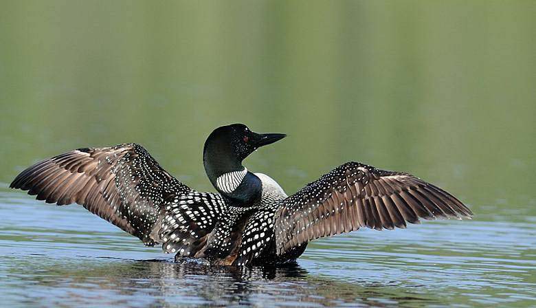 Plongeon huard