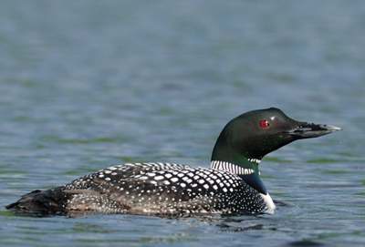 Plongeon huard