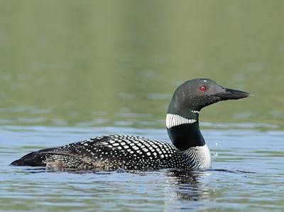 Plongeon huard