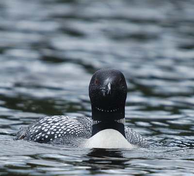 Plongeon huard