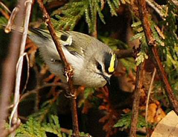 Roitelet à couronne dorée