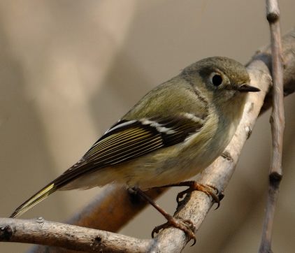 Roitelet à couronne rubis