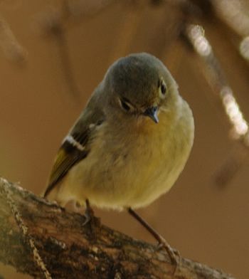 Roitelet à couronne rubis