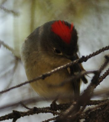 Roitelet à couronne rubis