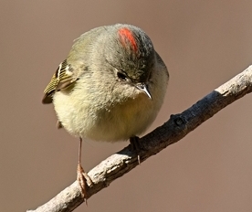 Roitelet &agrave; couronne rubis