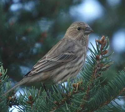 Roselin familier (femelle)