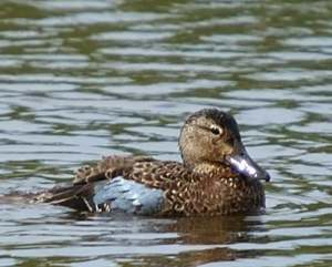 Sarcelle  ailes bleues (femelle)