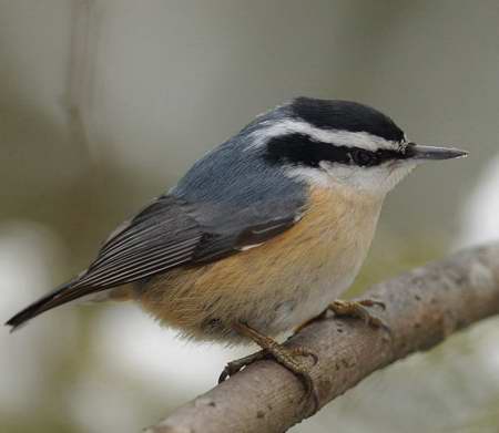 Orioles de baltimore et Passerin indigo en visite chez moi Sittelle_poitrine_rousse