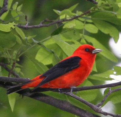 Oiseaux Rouges