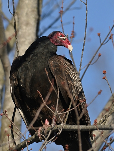 Urubu à tête rouge