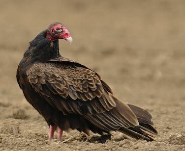 Urubu à tête rouge