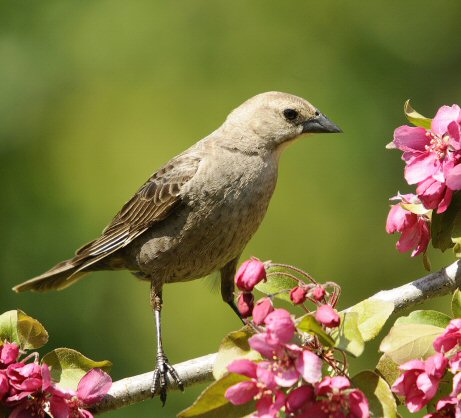 Vacher  tte brune (femelle)