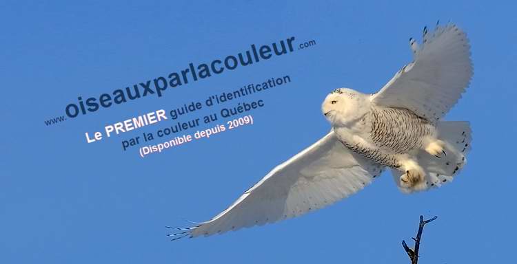 Oiseaux du Qubec par la couleur