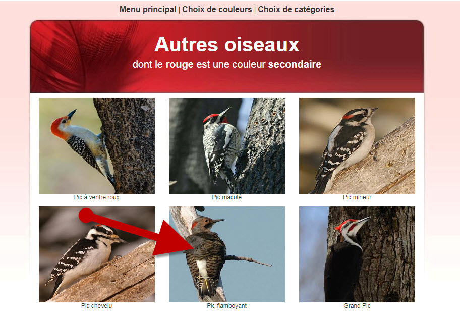Guide Didentification Des Oiseaux Du Québec